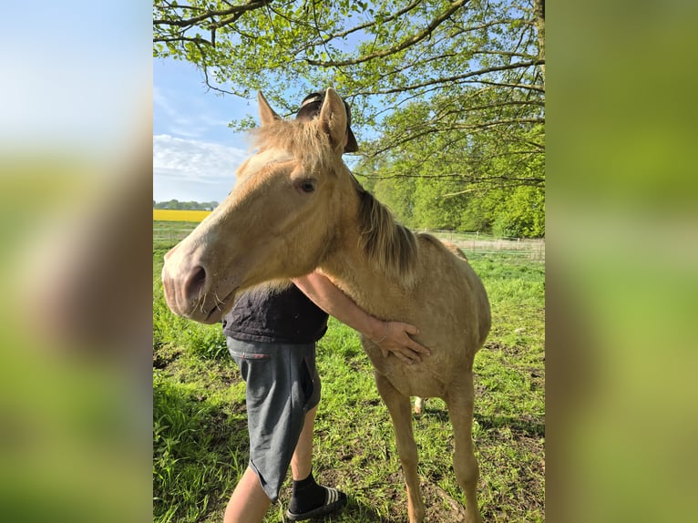 American Quarter Horse Giumenta 1 Anno 152 cm Champagne in Hagenow