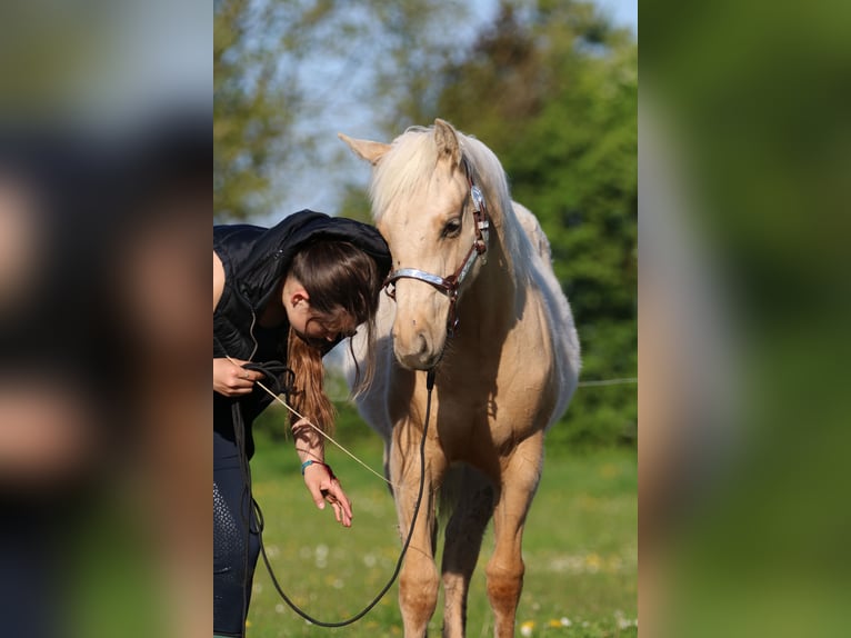 American Quarter Horse Giumenta 1 Anno 152 cm Palomino in Börgerende-Rethwisch