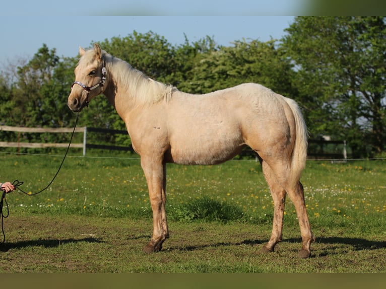 American Quarter Horse Giumenta 1 Anno 152 cm Palomino in Börgerende-Rethwisch