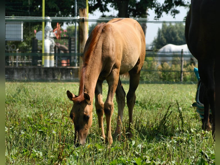 American Quarter Horse Giumenta 1 Anno 152 cm Red dun in Castelletto