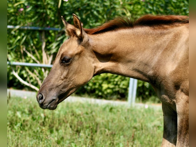 American Quarter Horse Giumenta 1 Anno 152 cm Red dun in Castelletto