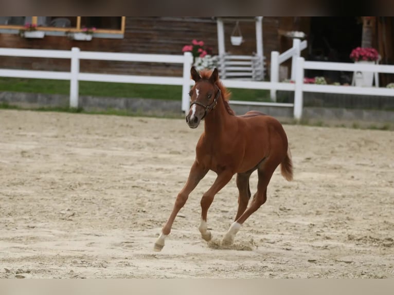 American Quarter Horse Giumenta 1 Anno 152 cm Sauro in Herne