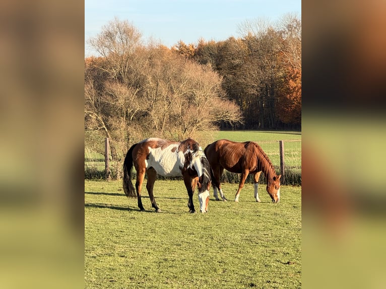 American Quarter Horse Giumenta 1 Anno 152 cm Sauro in Schönberg