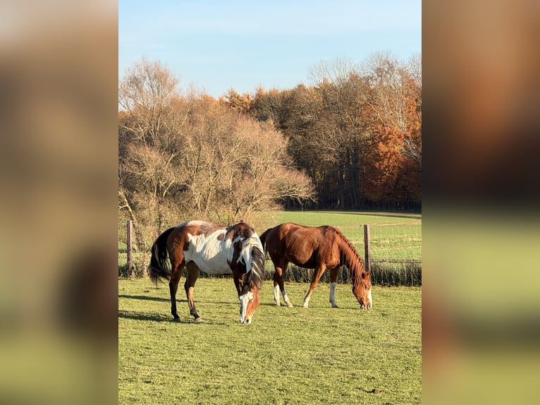 American Quarter Horse Giumenta 1 Anno 152 cm Sauro in Schönberg