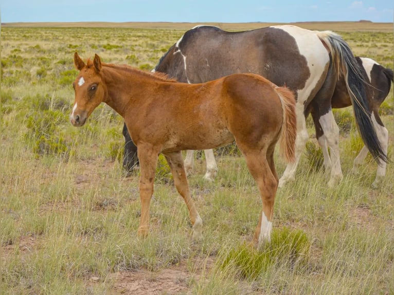 American Quarter Horse Giumenta 1 Anno 152 cm Sauro ciliegia in Chambers