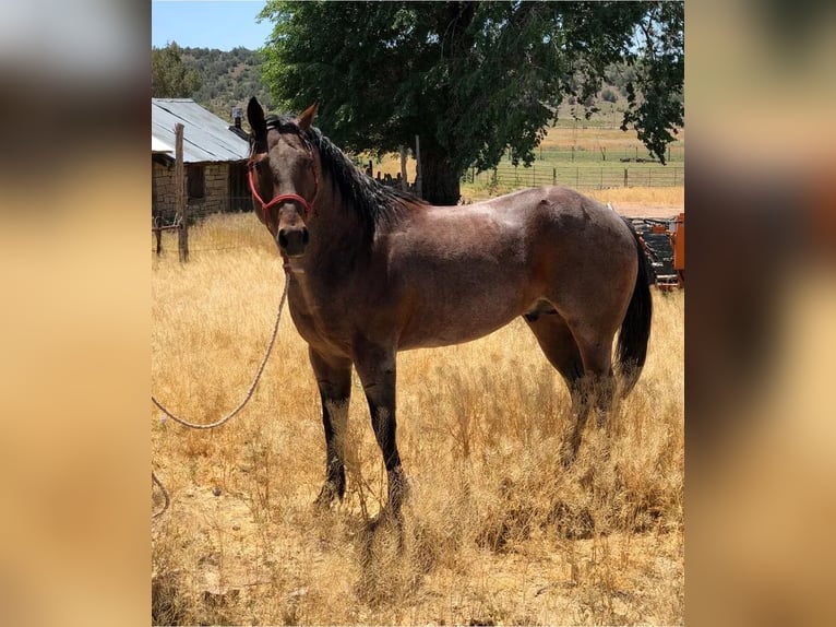 American Quarter Horse Giumenta 1 Anno 152 cm Sauro ciliegia in Chambers