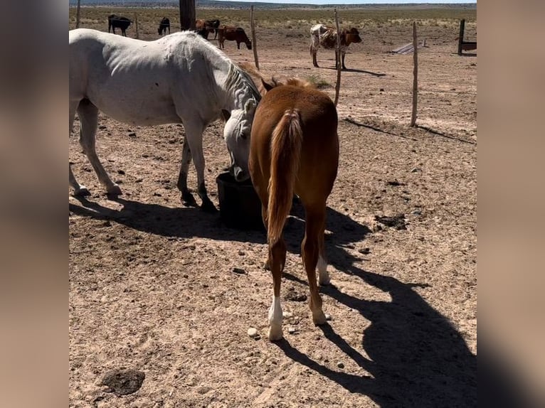 American Quarter Horse Giumenta 1 Anno 152 cm Sauro ciliegia in Chambers