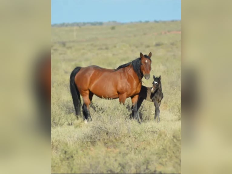 American Quarter Horse Giumenta 1 Anno 152 cm Sauro ciliegia in Chambers