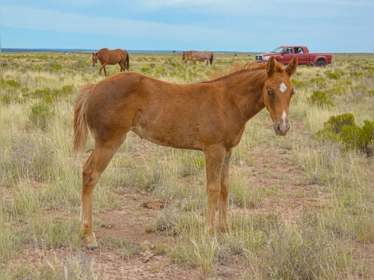 American Quarter Horse Giumenta 1 Anno 152 cm Sauro ciliegia in Chambers