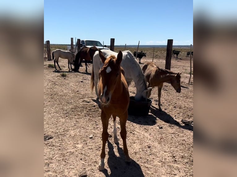 American Quarter Horse Giumenta 1 Anno 152 cm Sauro ciliegia in Chambers