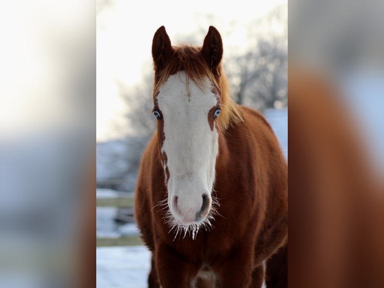 American Quarter Horse Giumenta 1 Anno 152 cm Sauro in Stade