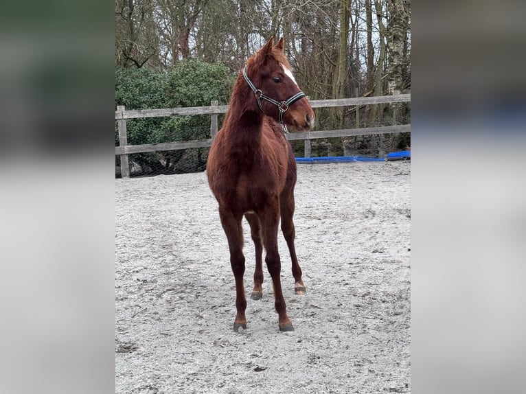 American Quarter Horse Giumenta 1 Anno 152 cm Sauro scuro in Moorweg