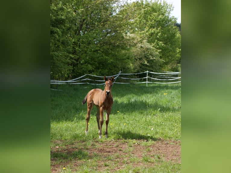 American Quarter Horse Giumenta 1 Anno 153 cm Baio in Breitenbach