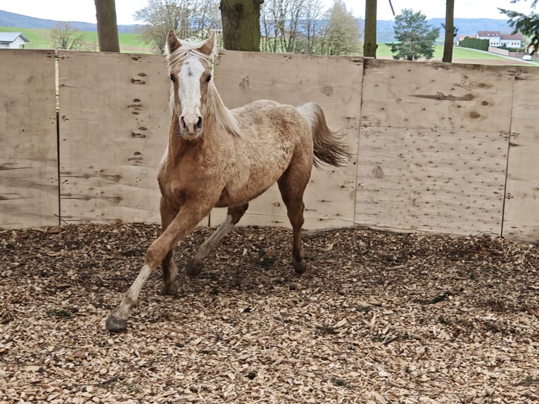 American Quarter Horse Giumenta 1 Anno 153 cm Palomino in Klingenberg am Main