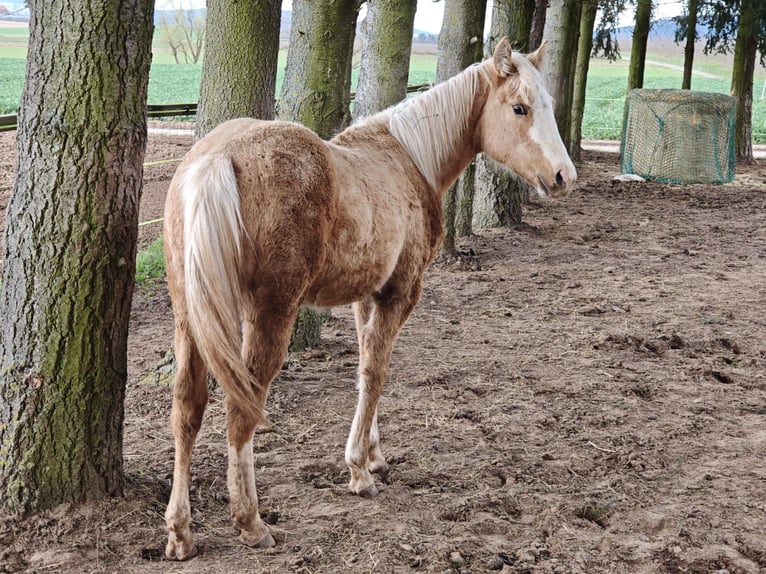 American Quarter Horse Giumenta 1 Anno 153 cm Palomino in Klingenberg am Main