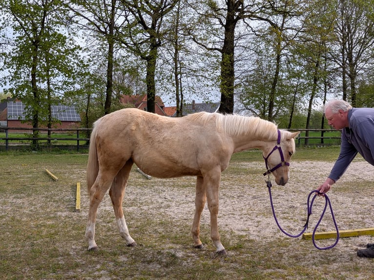 American Quarter Horse Giumenta 1 Anno 153 cm Palomino in Rheine