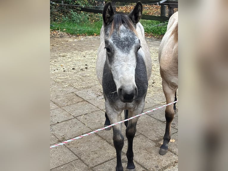 American Quarter Horse Giumenta 1 Anno 153 cm Pelle di daino in Bergkamen