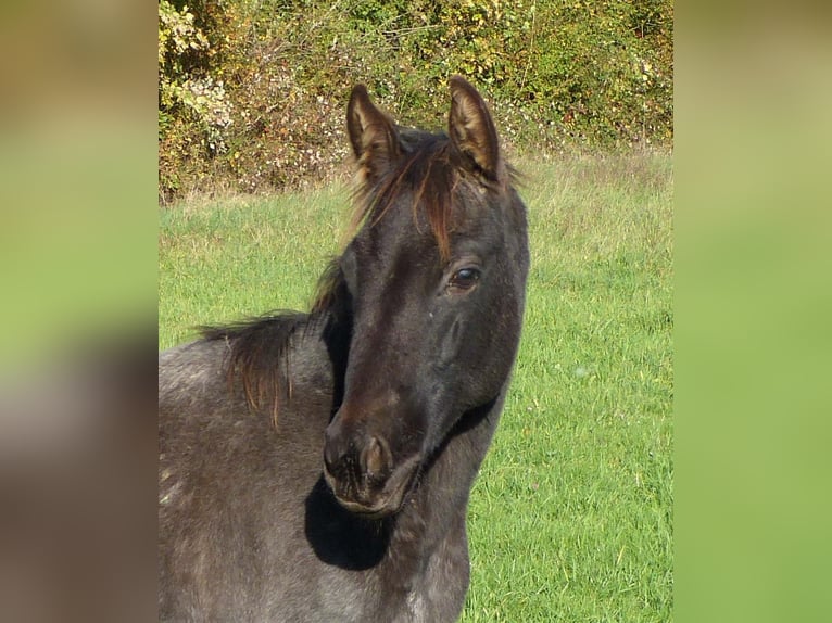 American Quarter Horse Giumenta 1 Anno 153 cm Roano blu in Breitenbach