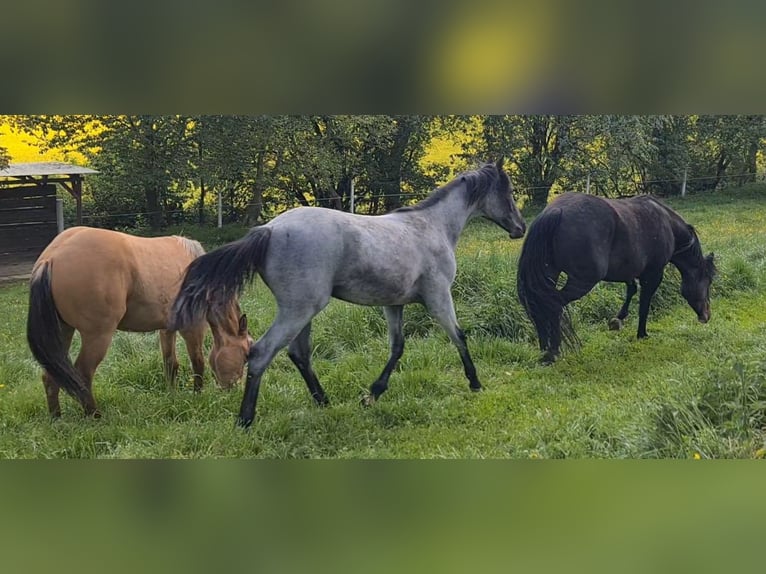 American Quarter Horse Giumenta 1 Anno 153 cm Roano blu in Langenbach