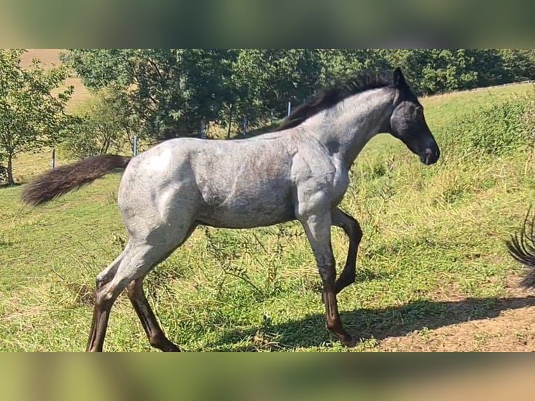 American Quarter Horse Giumenta 1 Anno 153 cm Roano blu in Langenbach