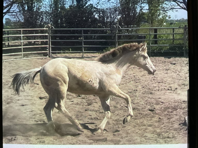 American Quarter Horse Giumenta 1 Anno 154 cm Champagne in Starnmeer