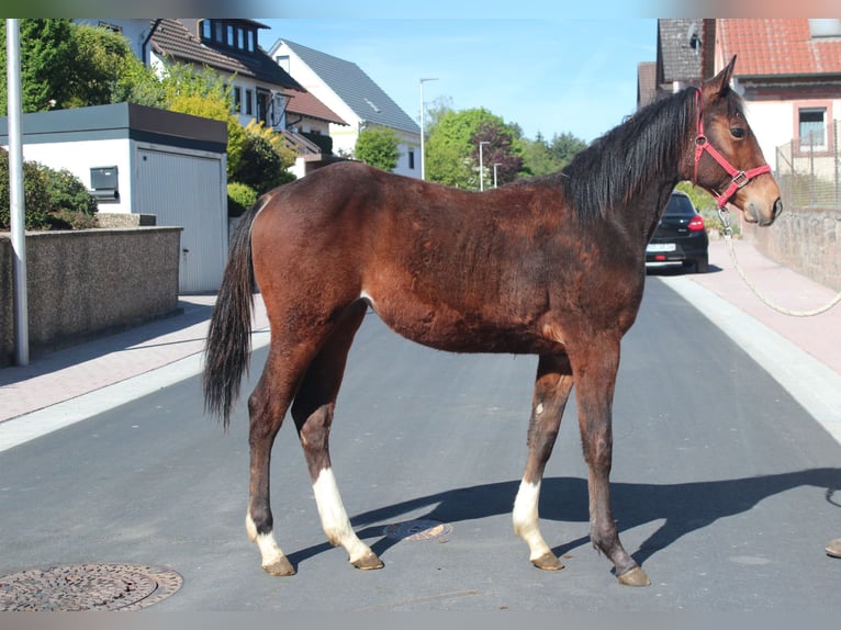 American Quarter Horse Giumenta 1 Anno 155 cm Baio in Marktheidenfeld