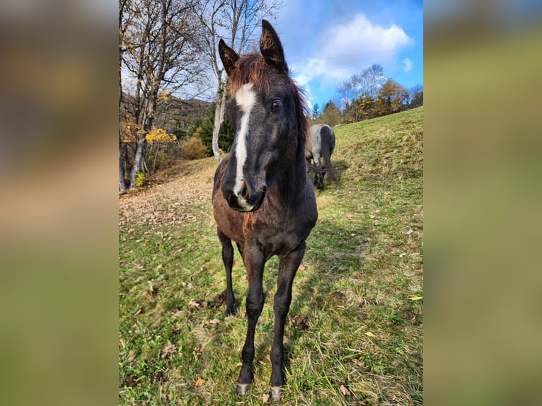 American Quarter Horse Giumenta 1 Anno 155 cm Baio nero in Mörel-Filet