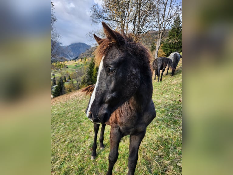 American Quarter Horse Giumenta 1 Anno 155 cm Baio nero in Mörel-Filet