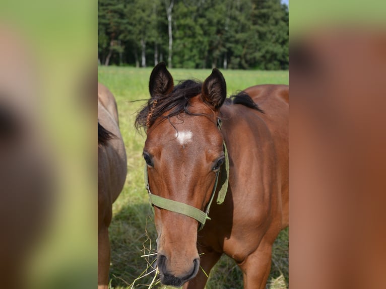 American Quarter Horse Giumenta 1 Anno 155 cm Baio nero in Nordhorn