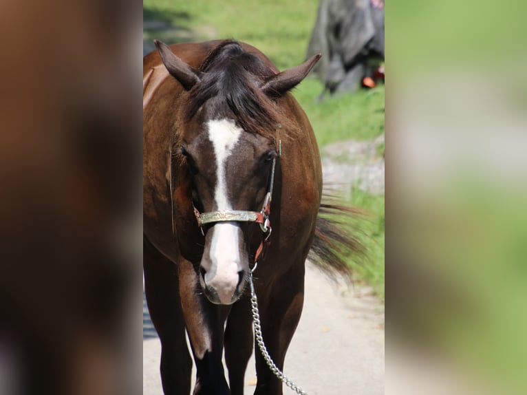 American Quarter Horse Giumenta 1 Anno 155 cm Baio scuro in Schwarzach