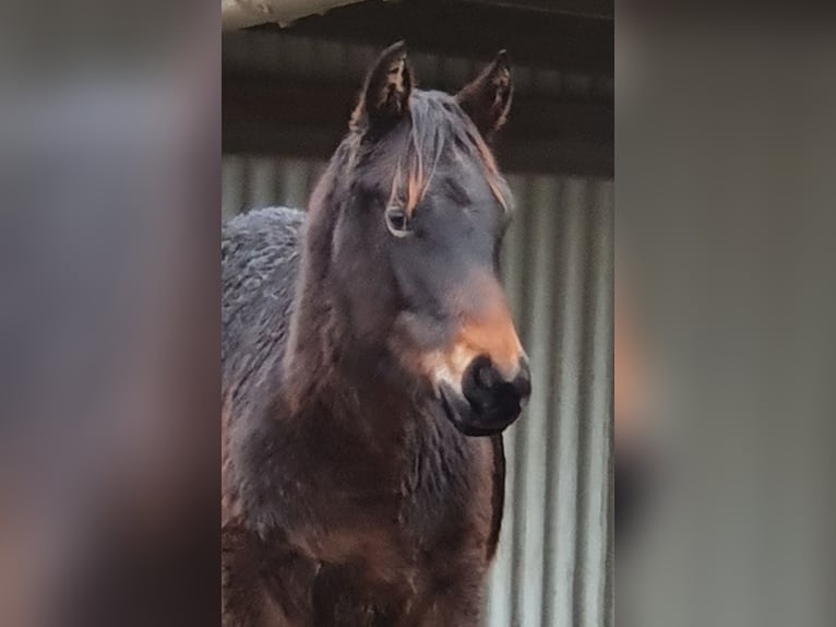 American Quarter Horse Mix Giumenta 1 Anno 155 cm Baio scuro in Ötzingen