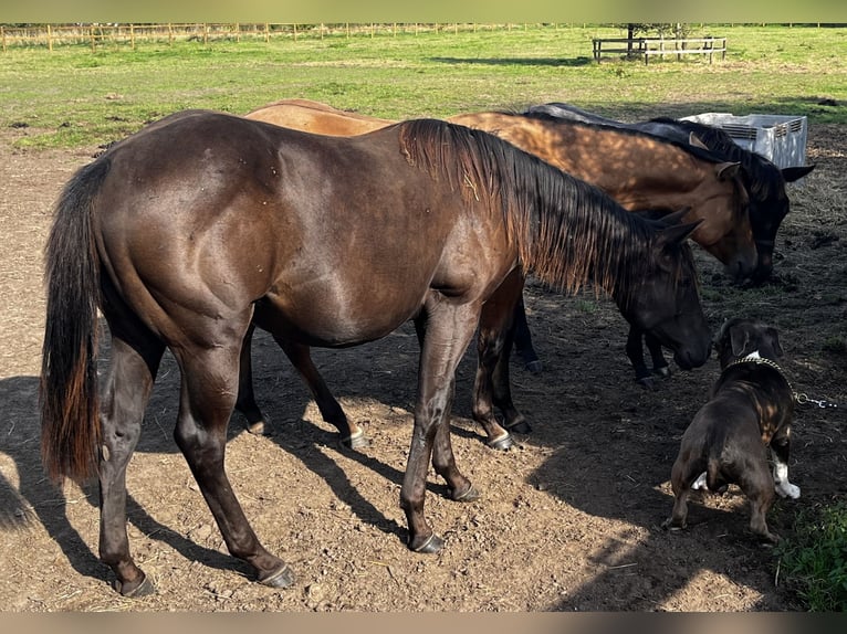 American Quarter Horse Giumenta 1 Anno 155 cm Morello in Leuvenheim