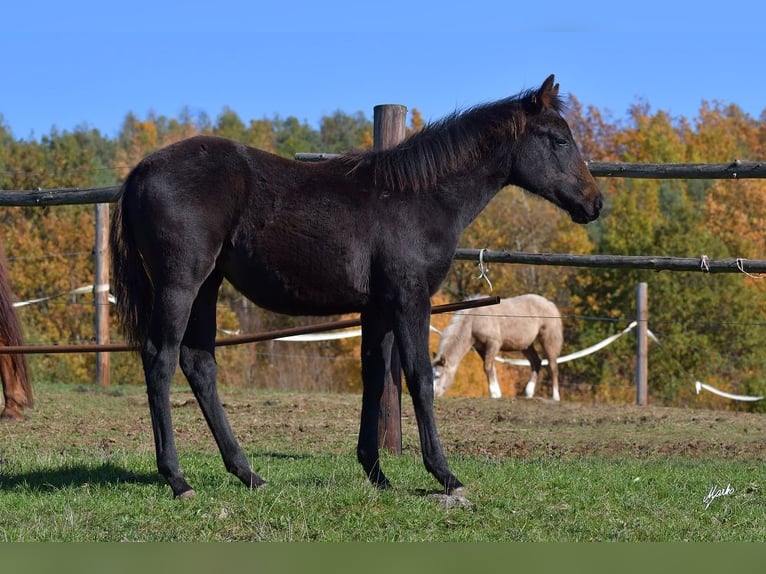 American Quarter Horse Giumenta 1 Anno 155 cm Morello in Pribram