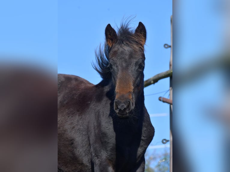 American Quarter Horse Giumenta 1 Anno 155 cm Morello in Pribram