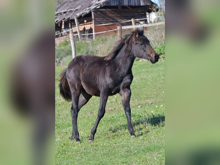 American Quarter Horse Giumenta 1 Anno 155 cm Morello in Pribram