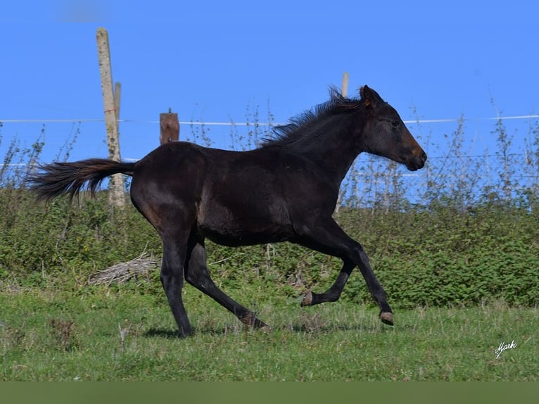 American Quarter Horse Giumenta 1 Anno 155 cm Morello in Pribram