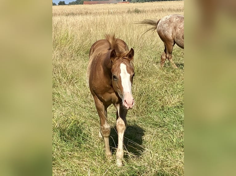 American Quarter Horse Giumenta 1 Anno 155 cm Sauro in Lübbecke