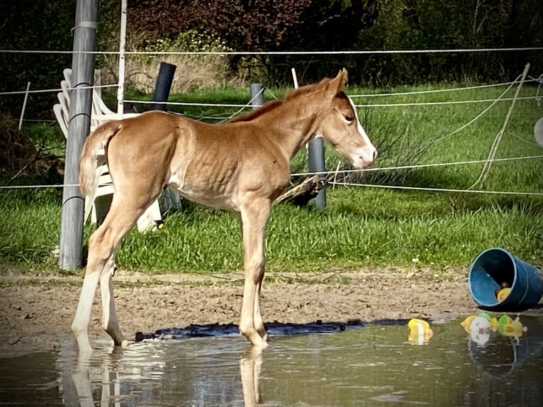 American Quarter Horse Giumenta 1 Anno 155 cm Sauro in Lübbecke