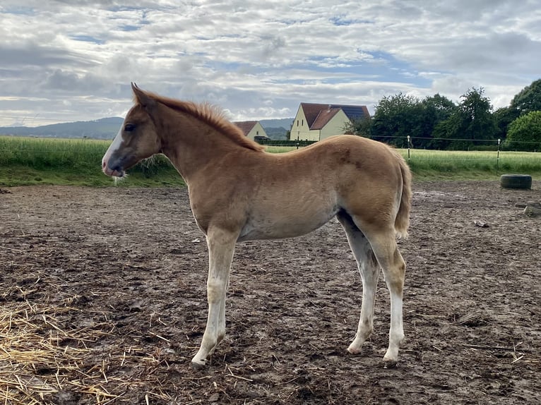 American Quarter Horse Giumenta 1 Anno 155 cm Sauro in Lübbecke