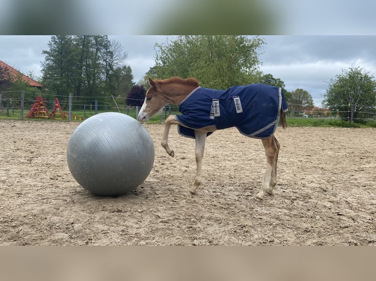 American Quarter Horse Giumenta 1 Anno 155 cm Sauro in Lübbecke