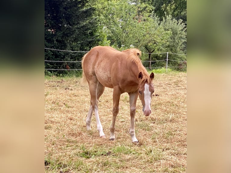 American Quarter Horse Giumenta 1 Anno 155 cm Sauro in Lübbecke