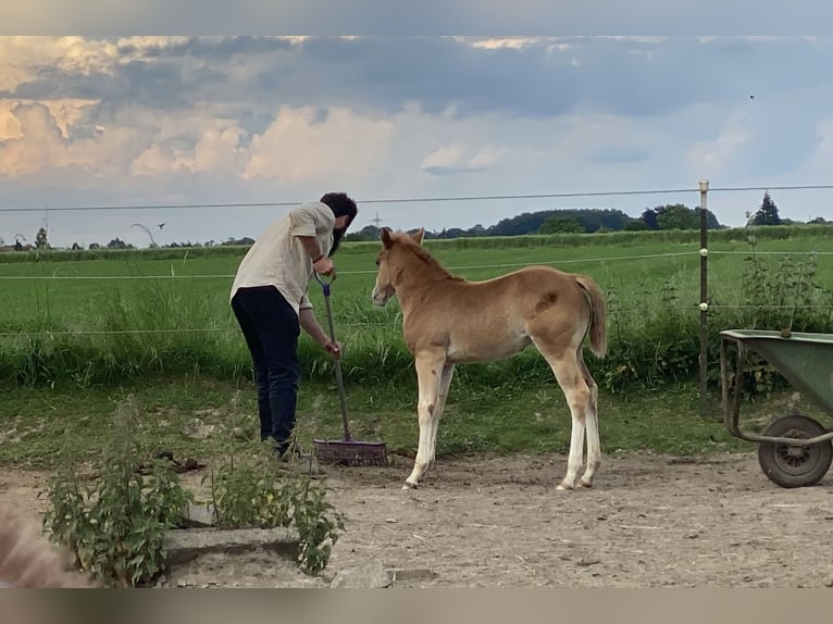 American Quarter Horse Giumenta 1 Anno 155 cm Sauro in Lübbecke