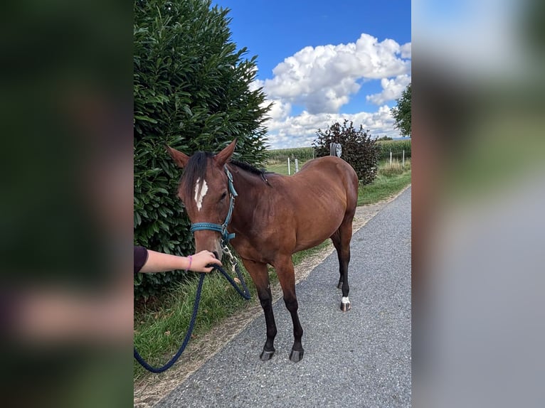 American Quarter Horse Giumenta 1 Anno 158 cm Baio in Kirchendemenreuth