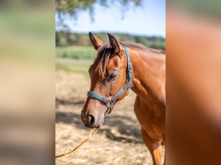 American Quarter Horse Giumenta 1 Anno 160 cm Baio in Straelen
