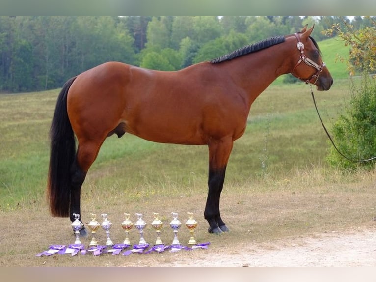 American Quarter Horse Giumenta 1 Anno 160 cm Baio in Straelen