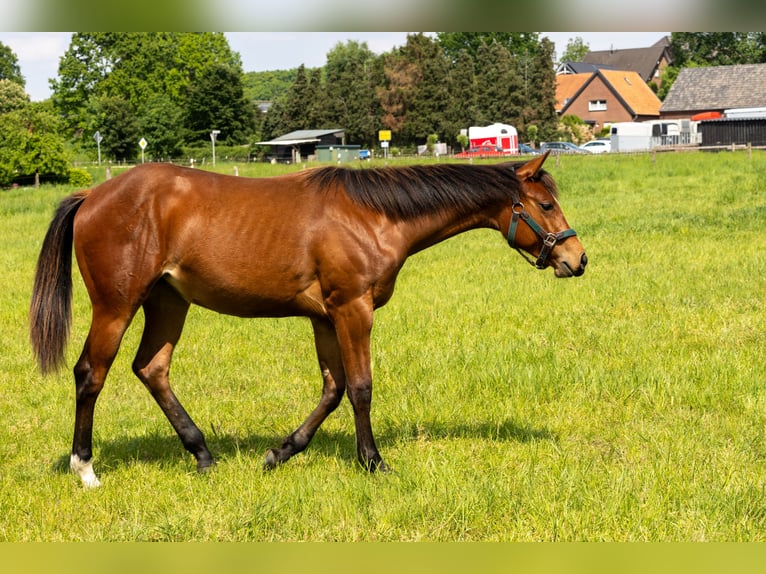 American Quarter Horse Giumenta 1 Anno 160 cm Baio in Straelen