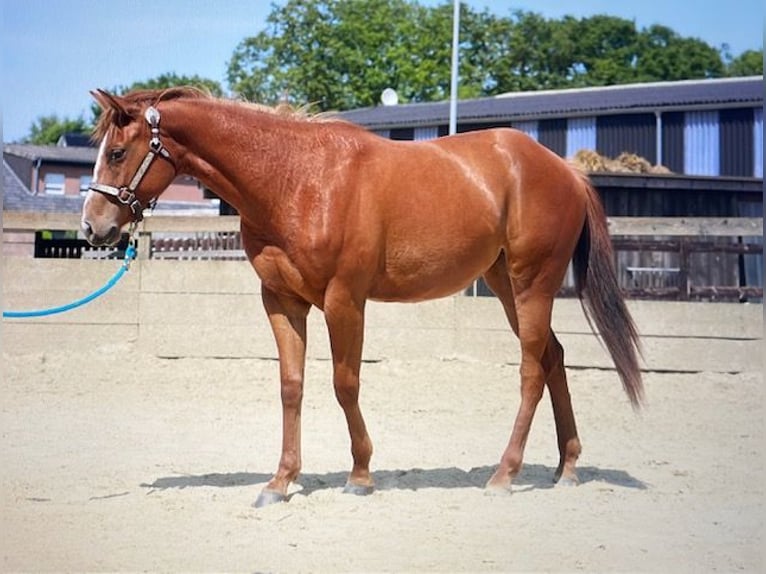 American Quarter Horse Giumenta 1 Anno 160 cm Baio in Straelen