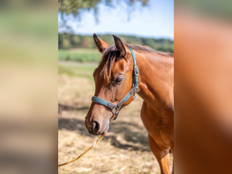 American Quarter Horse Giumenta 1 Anno 160 cm Baio in Straelen