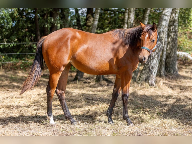 American Quarter Horse Giumenta 1 Anno 160 cm Baio in Straelen