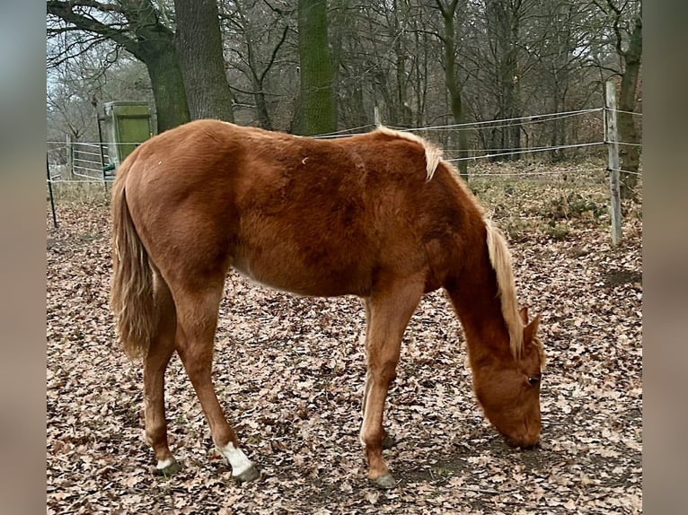 American Quarter Horse Giumenta 1 Anno 160 cm Sauro in Wolfsburg